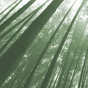 Eco-Friendly Bamboo