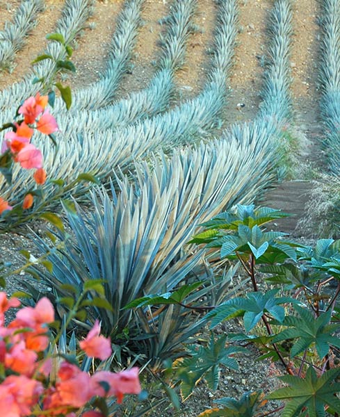 mexico-agave